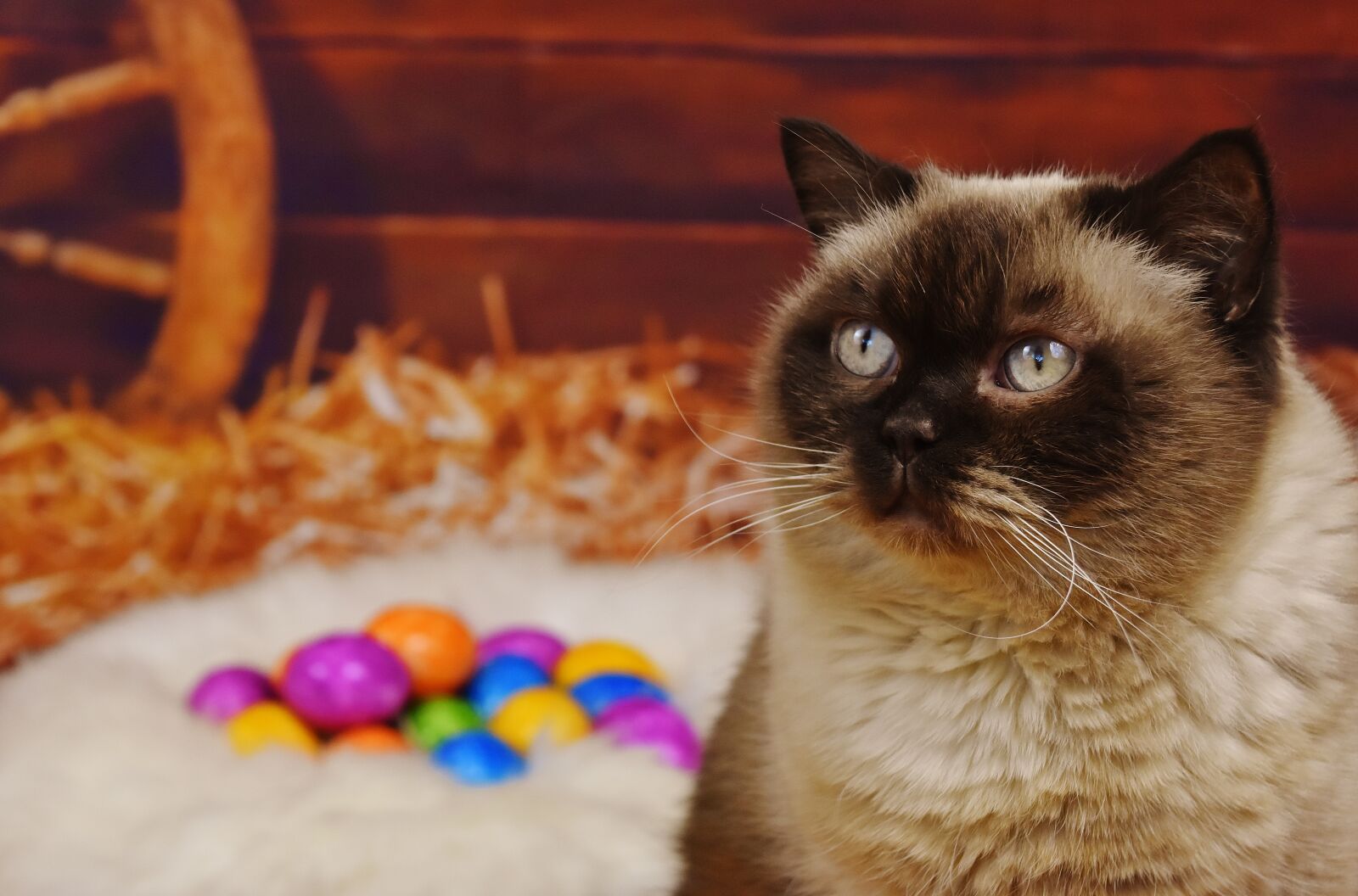 Nikon D7200 sample photo. British shorthair, cat, mieze photography
