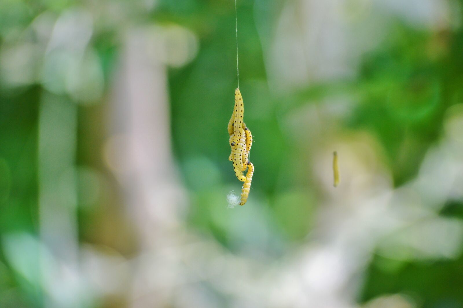 Nikon D3200 sample photo. Caterpillar, larva, galleriinae photography