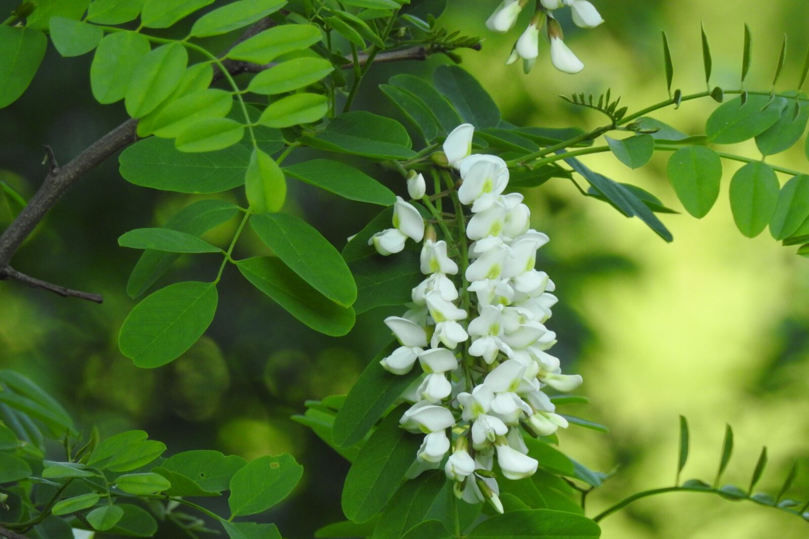 Nikon Coolpix P900 sample photo. Acacia, bush, blooms photography