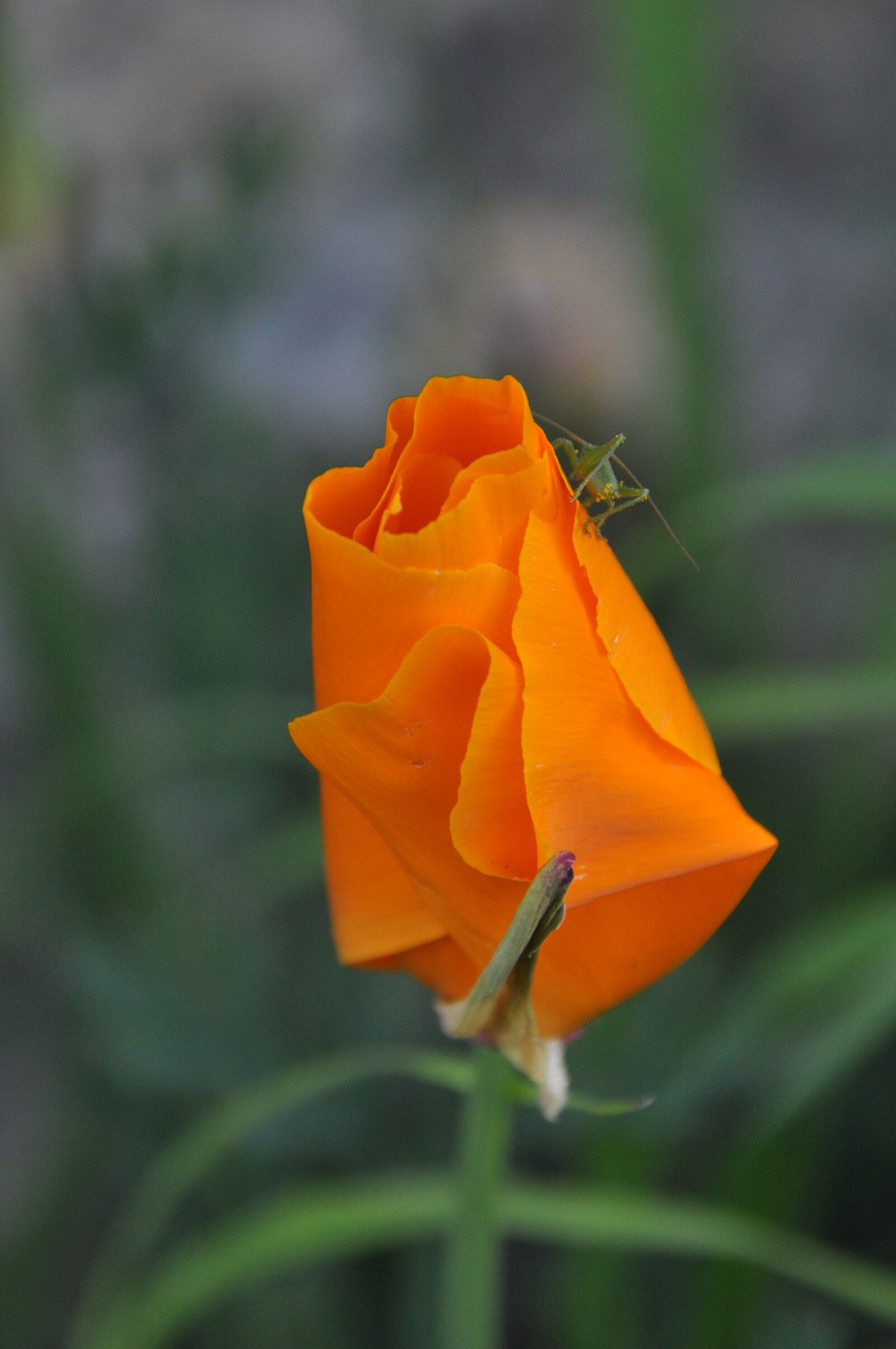 Nikon D90 sample photo. Flower, orange, nature photography
