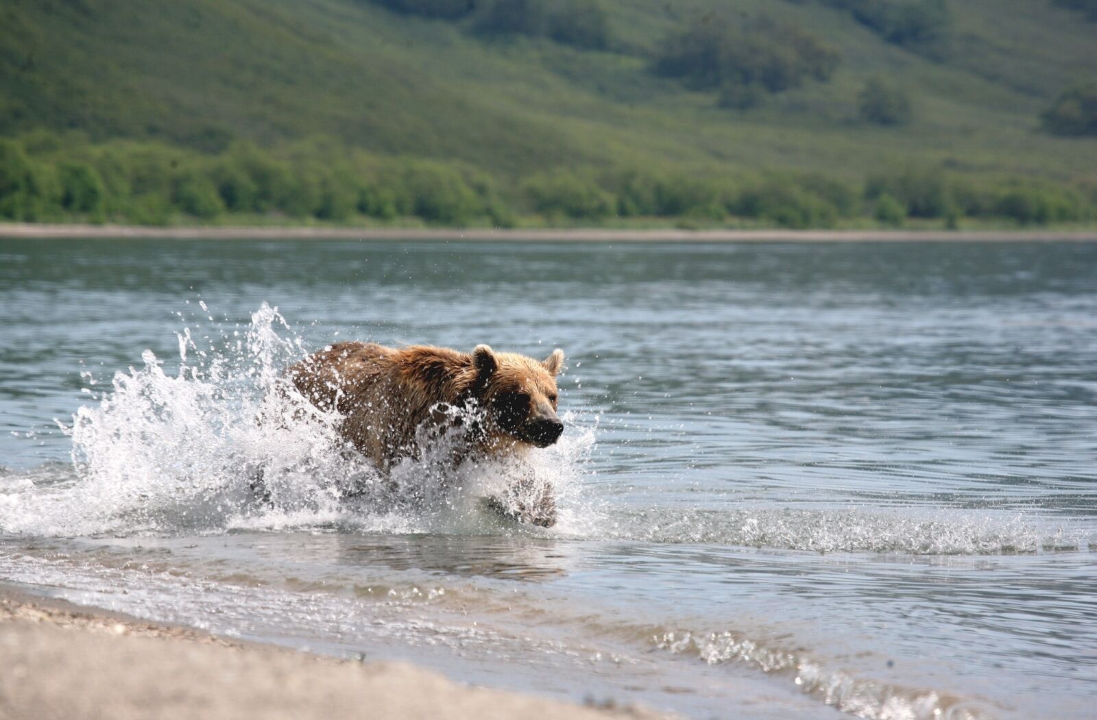 Canon EOS 5D sample photo. Brown bear, predator, wild photography