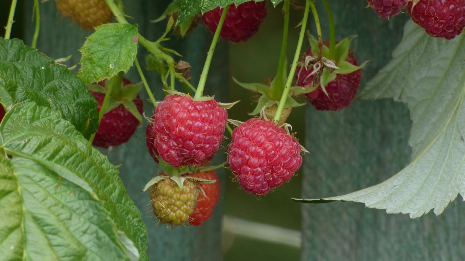 Panasonic DMC-FZ72 sample photo. Raspberry, garden, berry photography