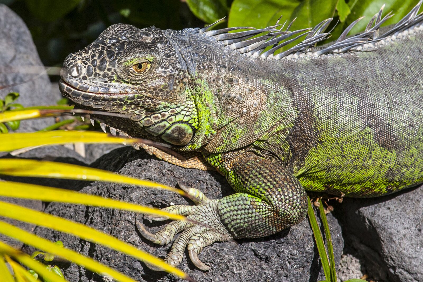 Canon EF 28-135mm F3.5-5.6 IS USM sample photo. Lizard, iguana, reptile photography