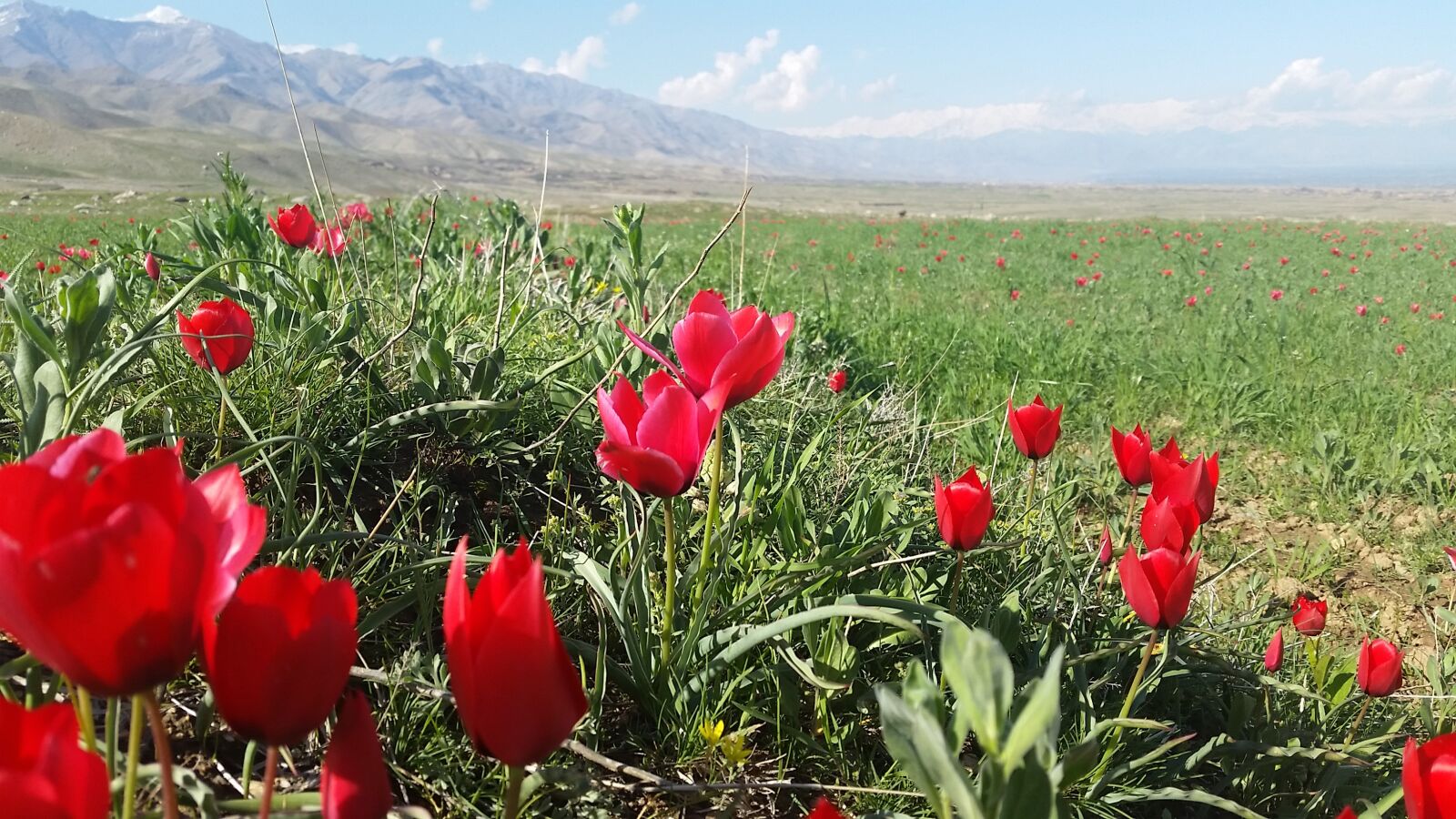 Samsung Galaxy S5 sample photo. Bagram, tulip, parwan photography