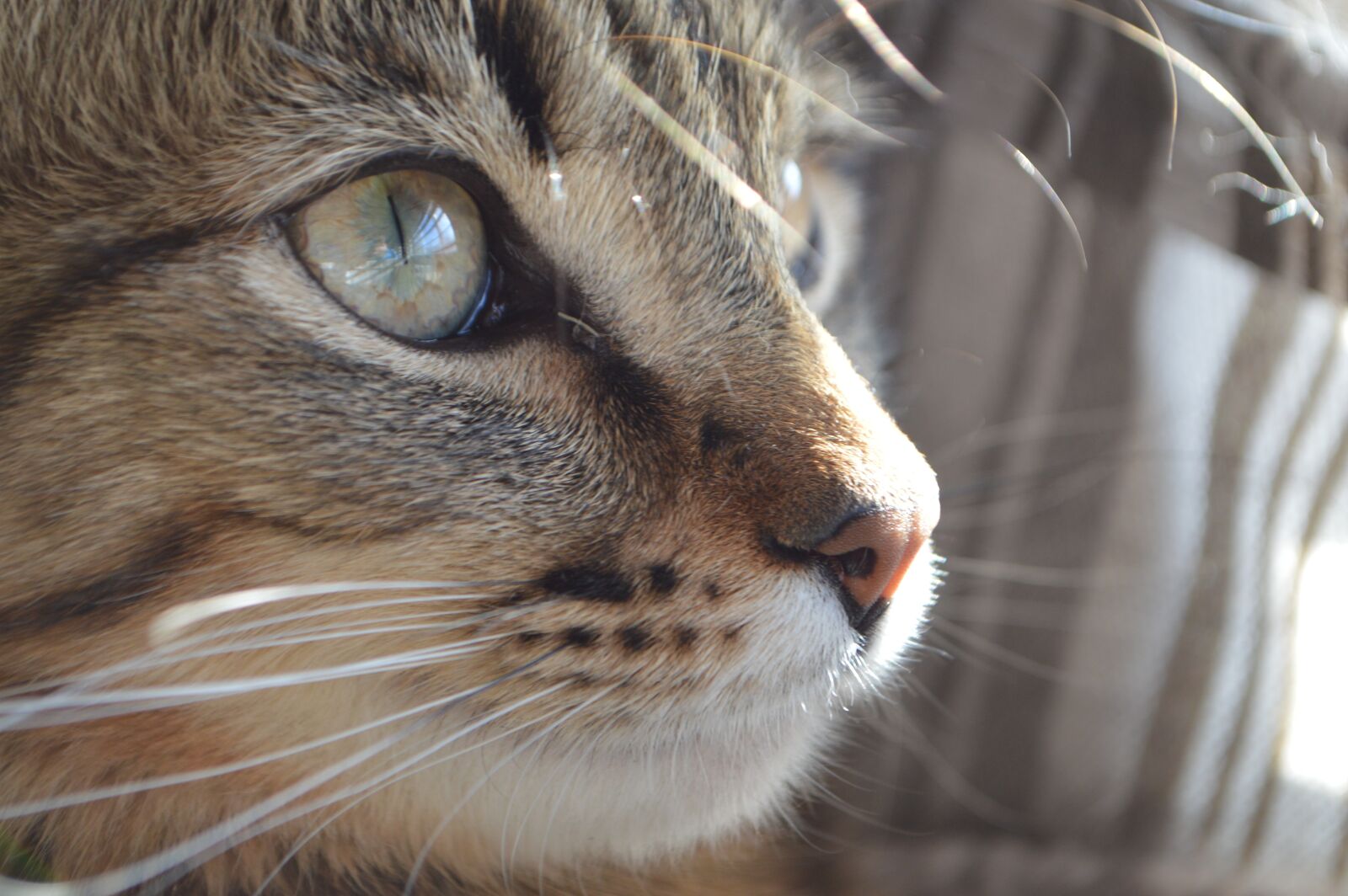 Nikon D3200 sample photo. Cat, eye, pet photography