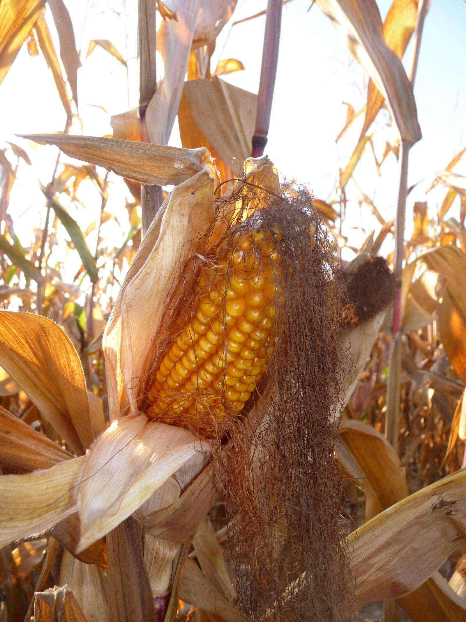 Panasonic Lumix DMC-TZ5 sample photo. Corn, field, agriculture photography