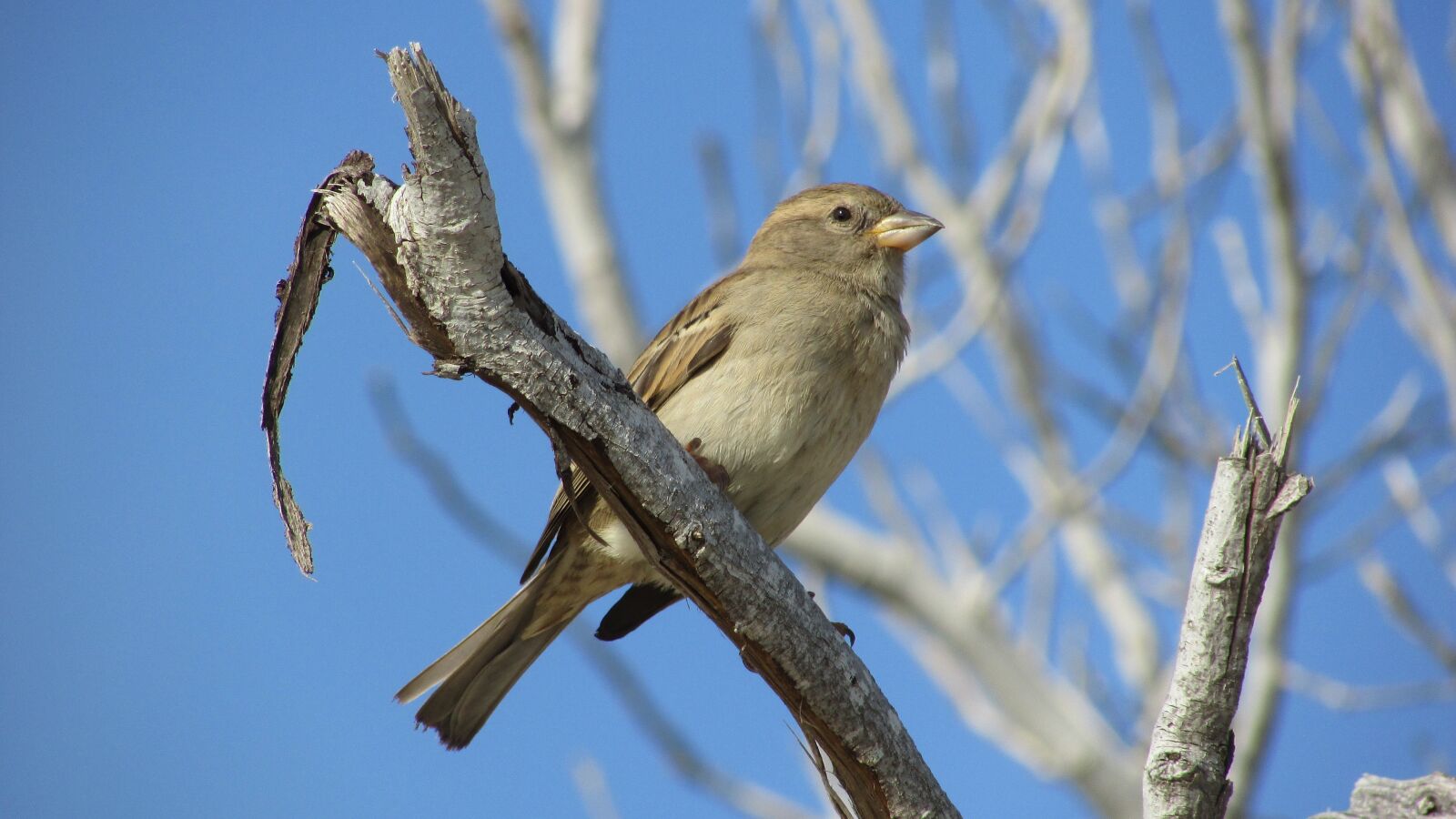 Canon PowerShot SX400 IS sample photo. Sparrow, bird, wildlife photography