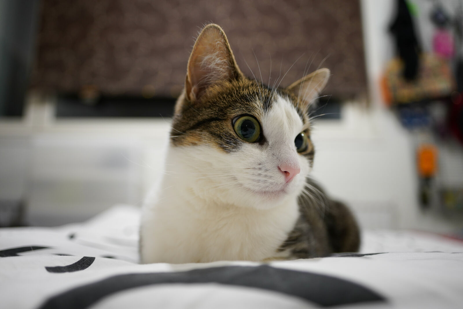 Sony a7R IV + Sigma 20mm F2.0 DG DN | C sample photo. Cat stare photography