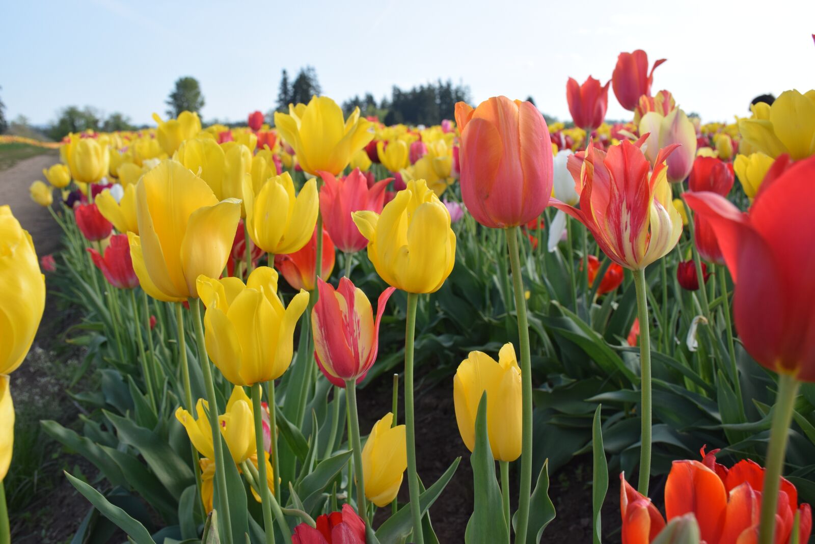 Nikon D5300 sample photo. Flowers, tulips, spring photography