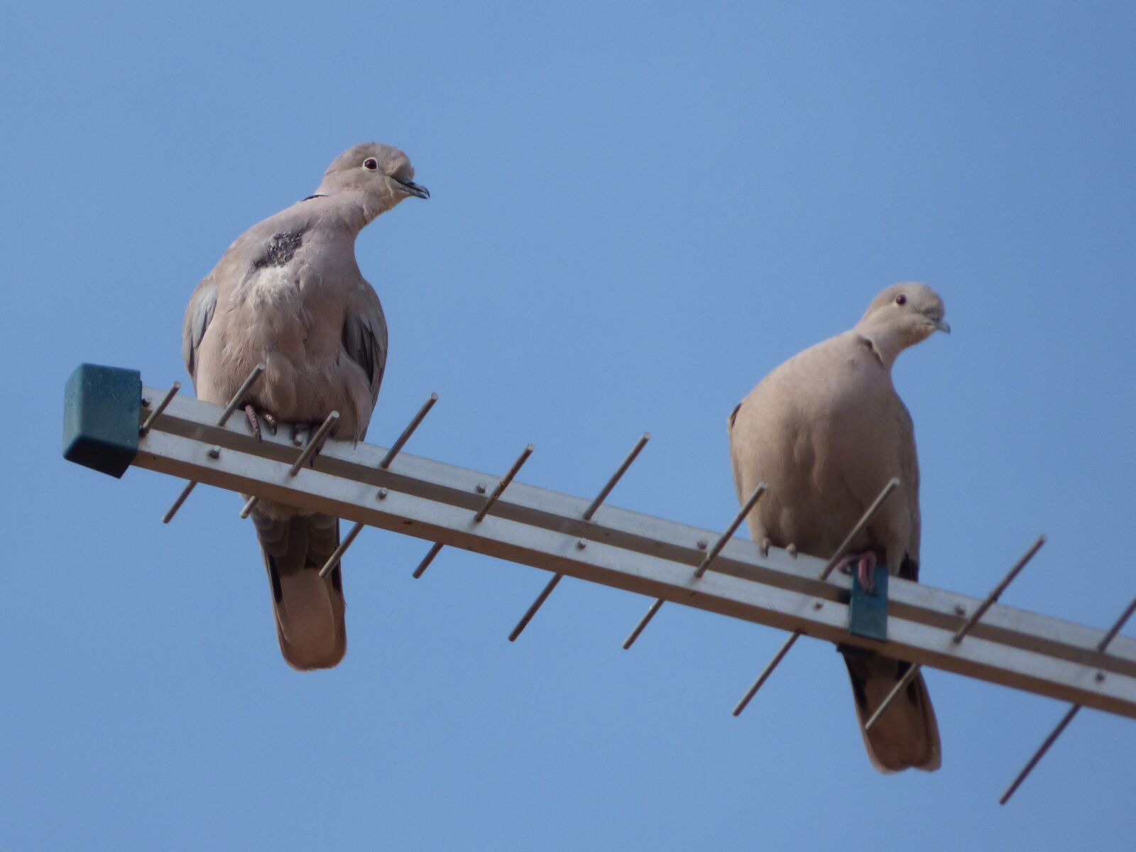 Panasonic Lumix DMC-FZ70 sample photo. Turtledoves, antenna, gesture photography