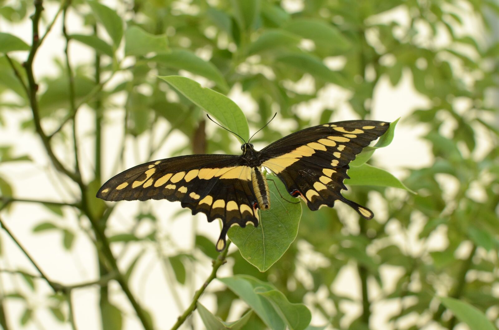 Nikon D5100 sample photo. Butterfly, nature, sweet photography