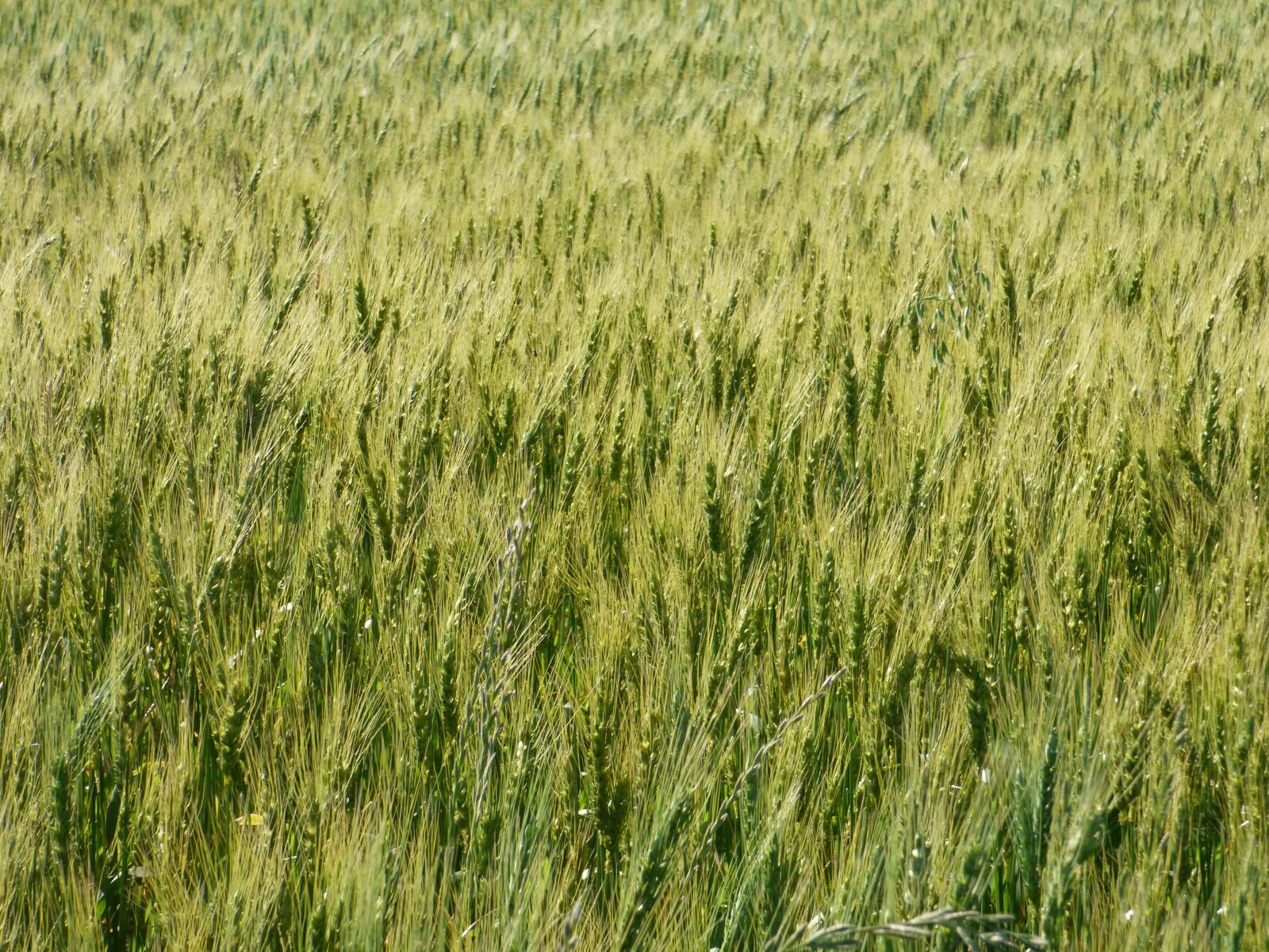 Panasonic Lumix DMC-FZ70 sample photo. Wheat, green, cereal photography