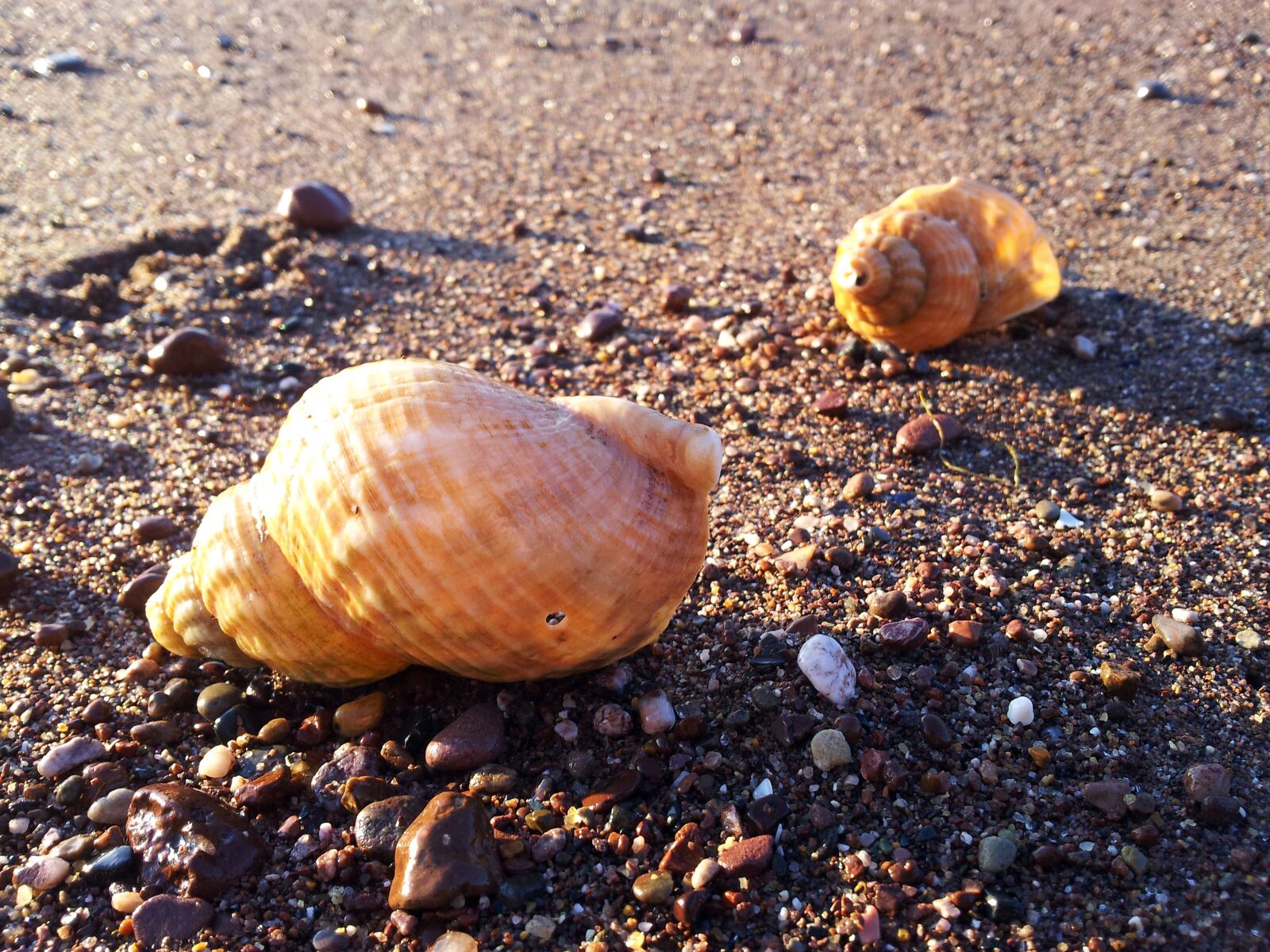 Samsung Galaxy S2 sample photo. Shells, beach, sand photography