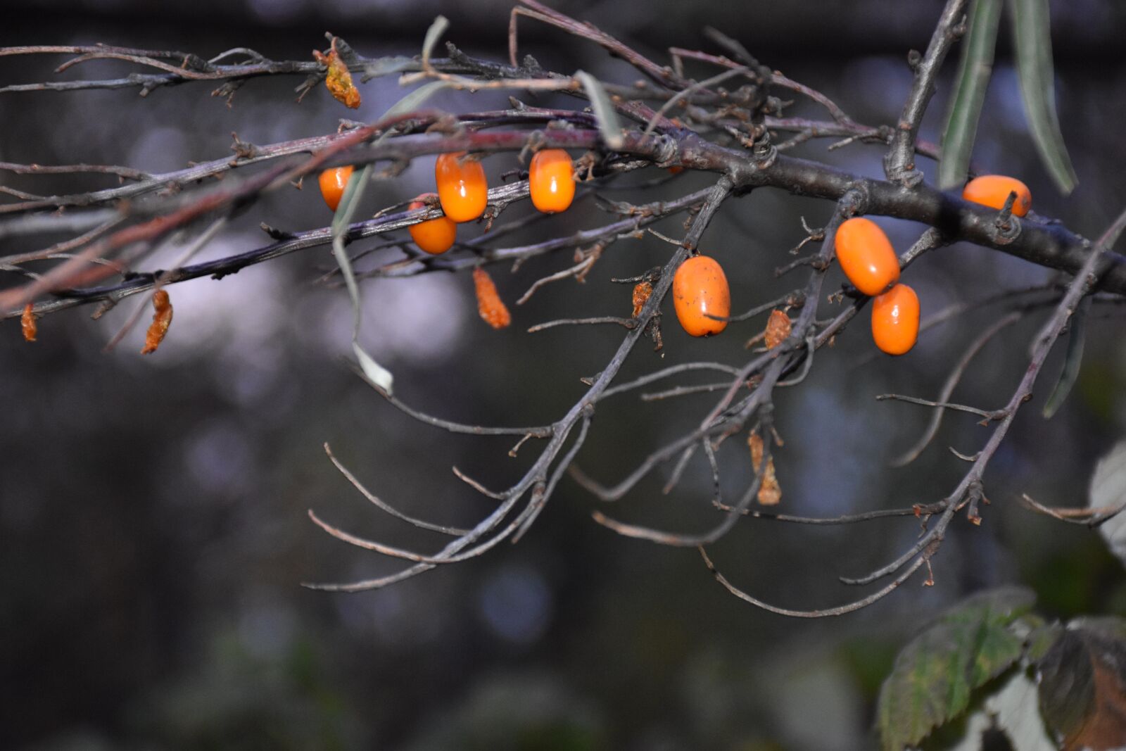 Nikon D5600 sample photo. Sea-buckthorn, branch, nature photography