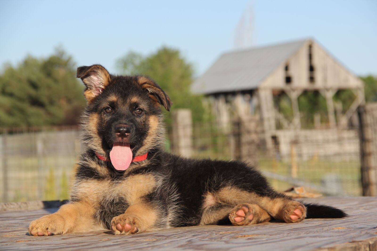 Canon EOS 60D sample photo. German shepherd, german shepherd photography