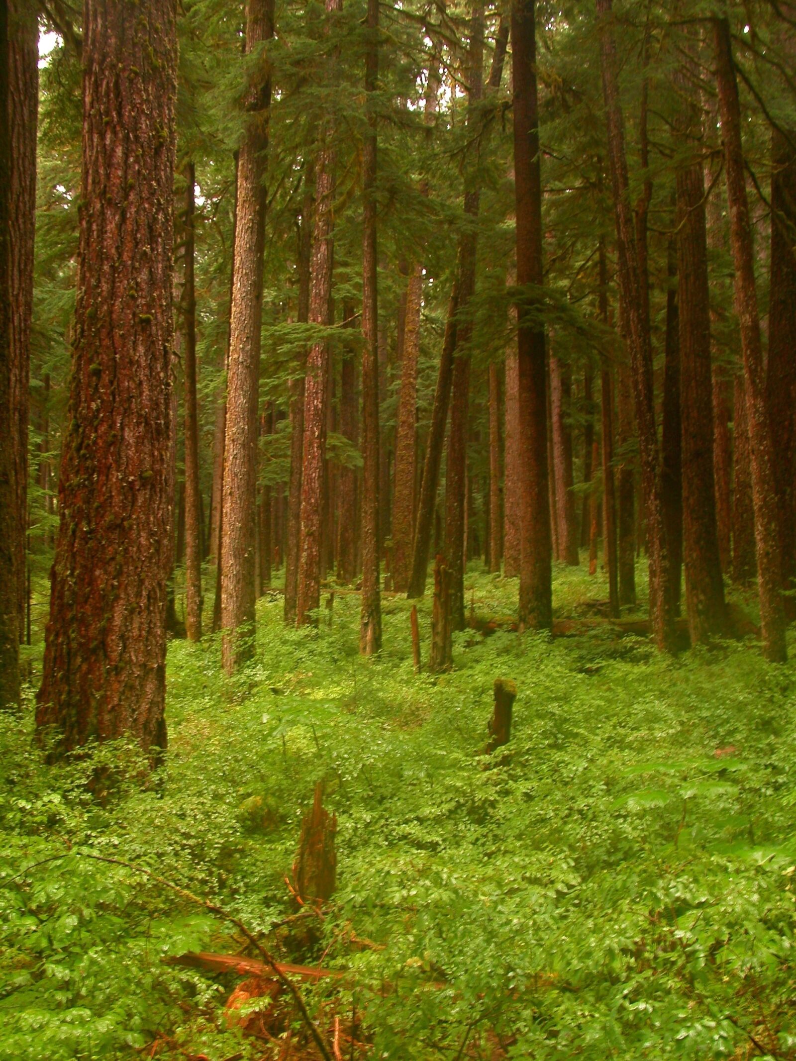 Nikon E5700 sample photo. Sol duc forest, lush photography