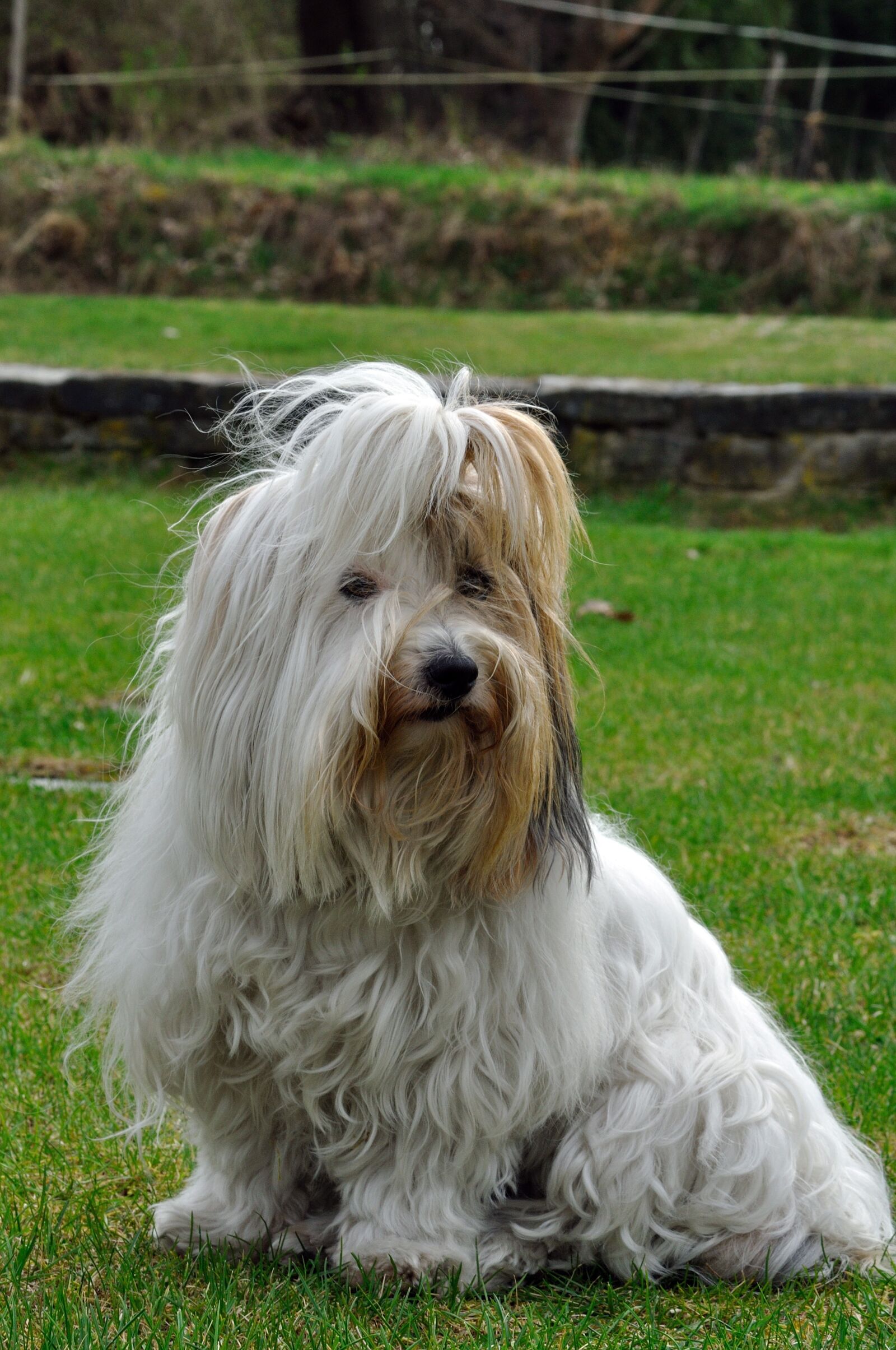 Nikon D90 sample photo. Animal, dog, coton de photography
