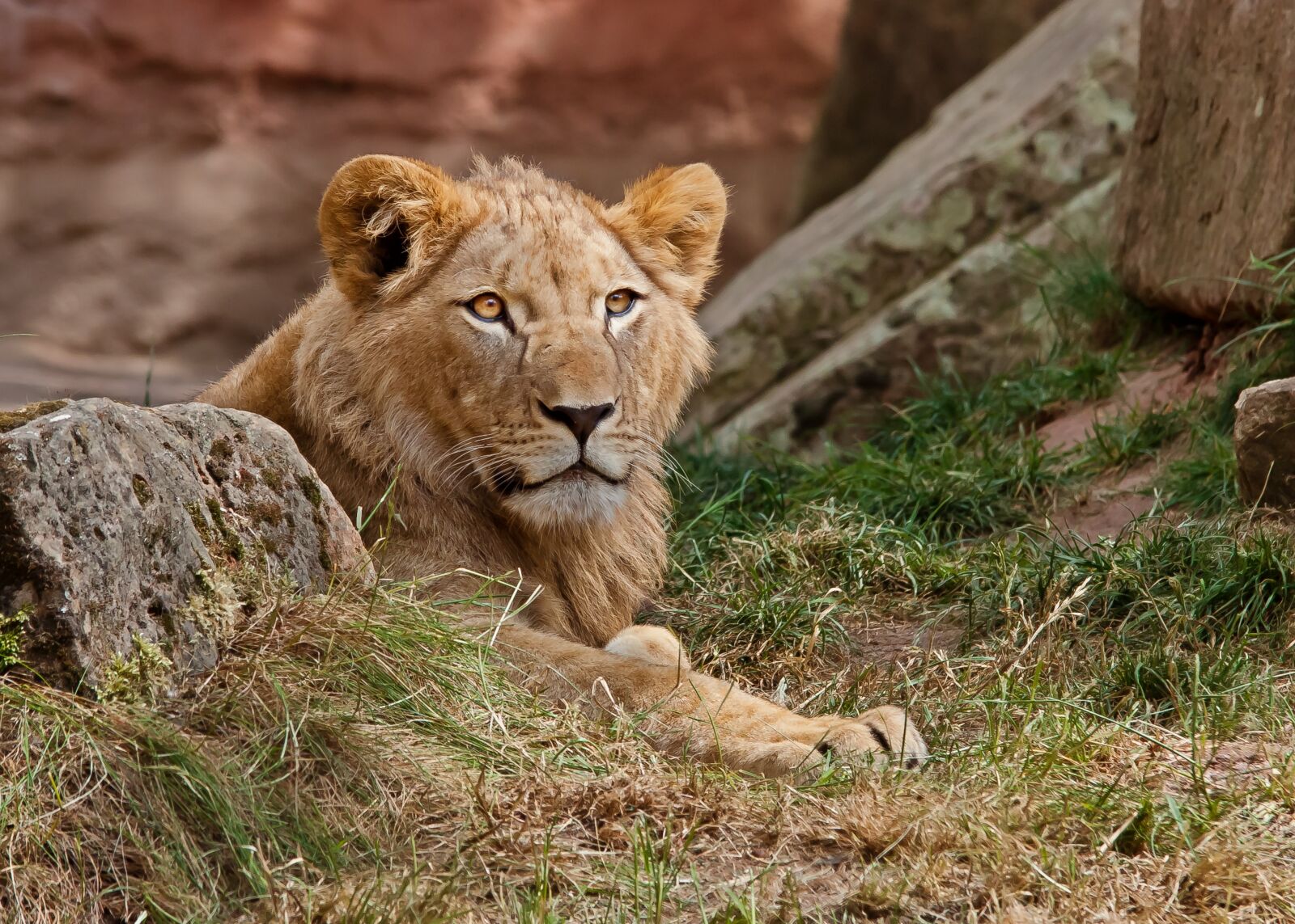 Canon EOS 50D sample photo. Lioness, lion, predator photography