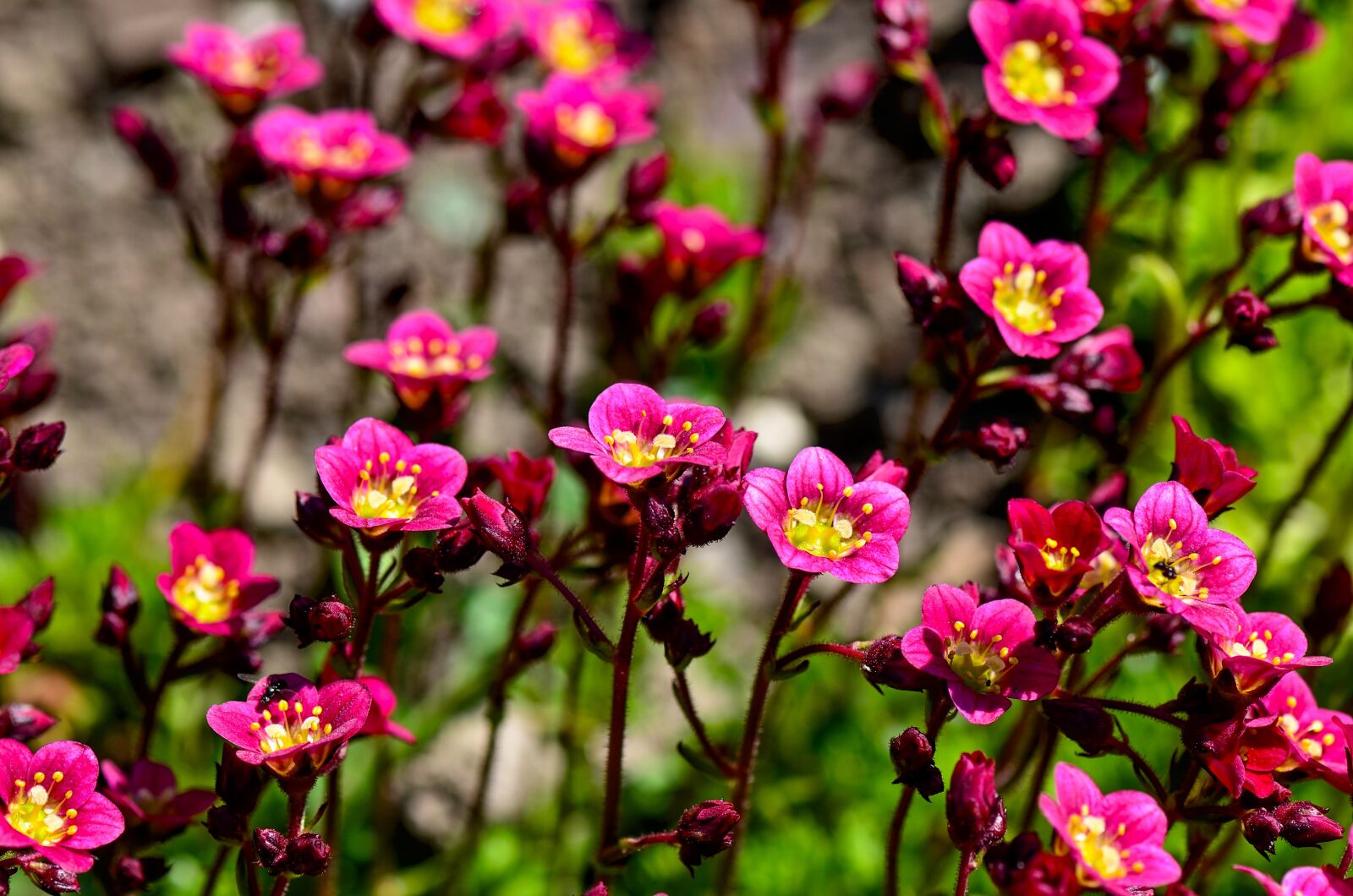 Nikon D7000 sample photo. Saxifrage, flowers, plant photography