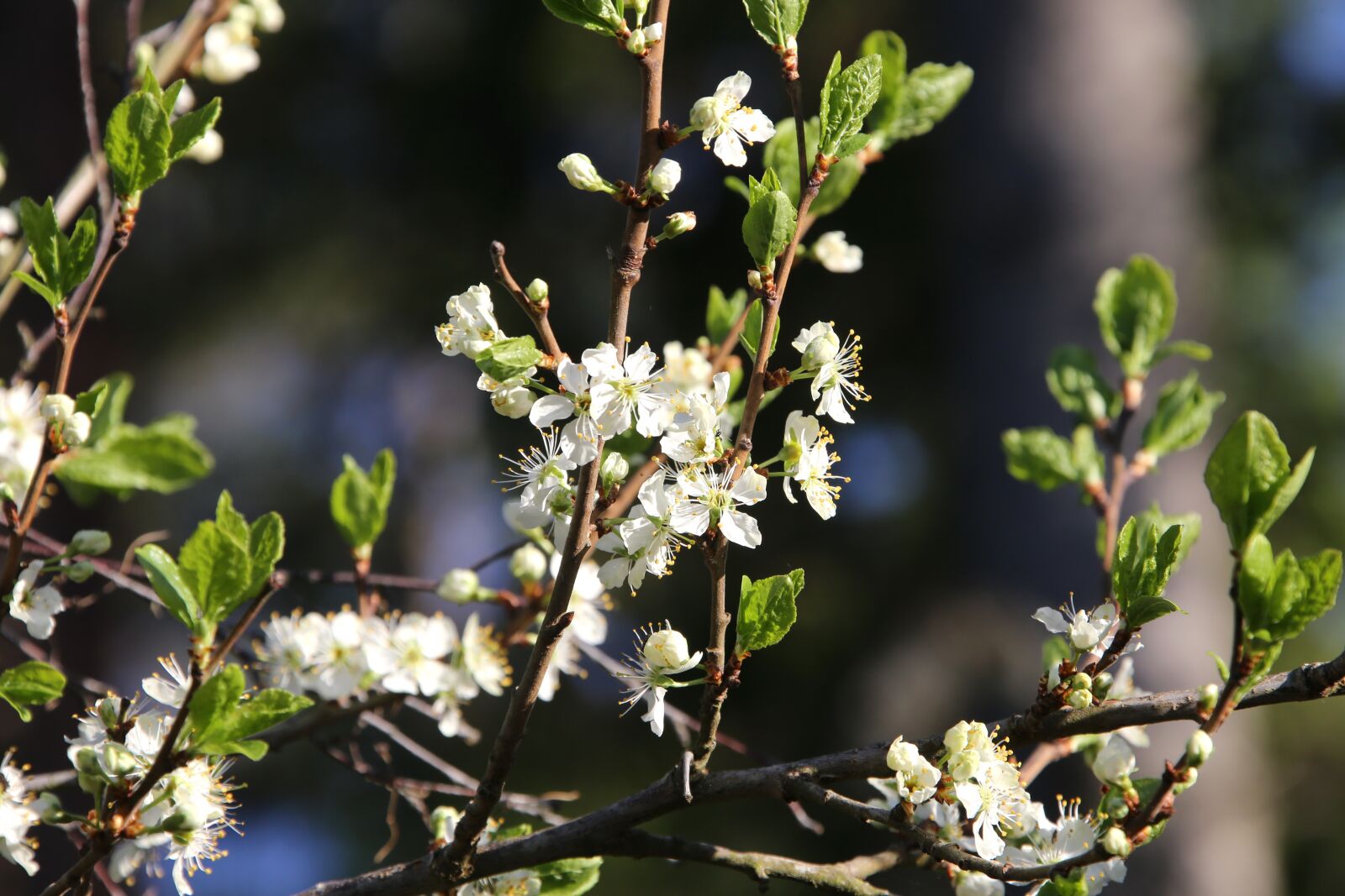 Canon EF 28-300mm F3.5-5.6L IS USM sample photo. Flower, white, beautiful photography