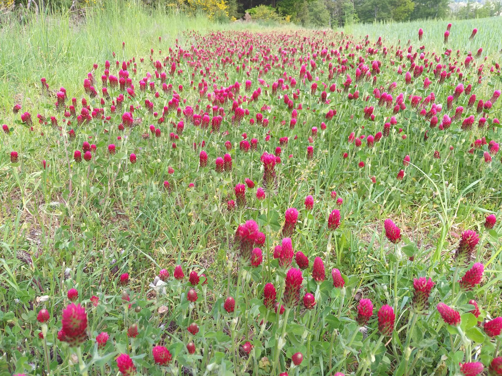 Samsung Galaxy A6+ sample photo. Flower meadow, wild flowers photography