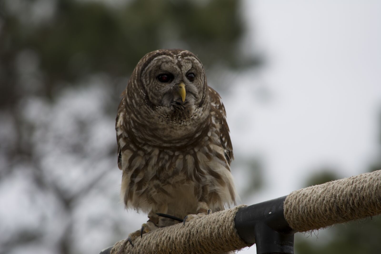 Nikon D7100 sample photo. Barred owl, owl, raptor photography
