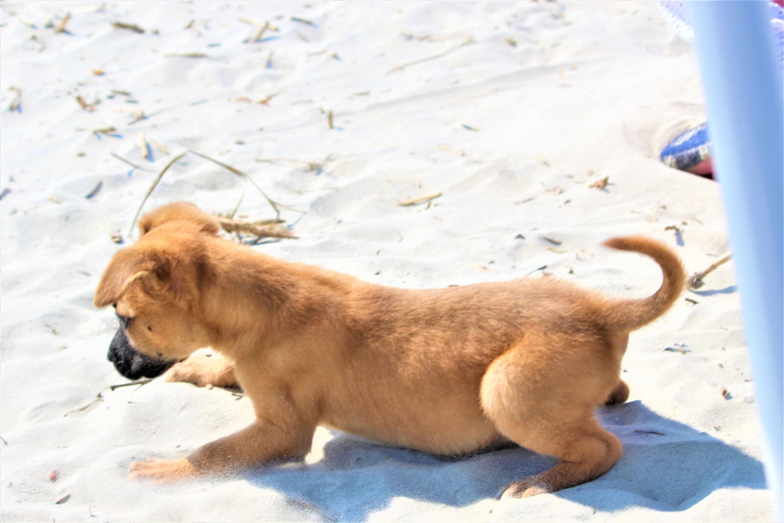 Canon EOS 1200D (EOS Rebel T5 / EOS Kiss X70 / EOS Hi) sample photo. Puppy, playing in sand photography