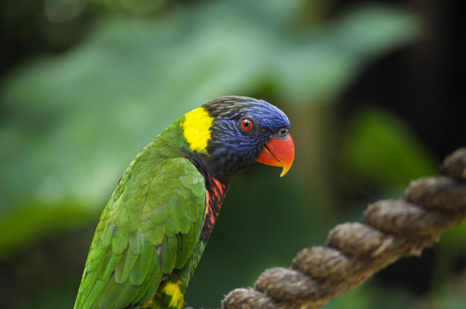 Nikon D5000 sample photo. Colorful, lorikeet, bird photography