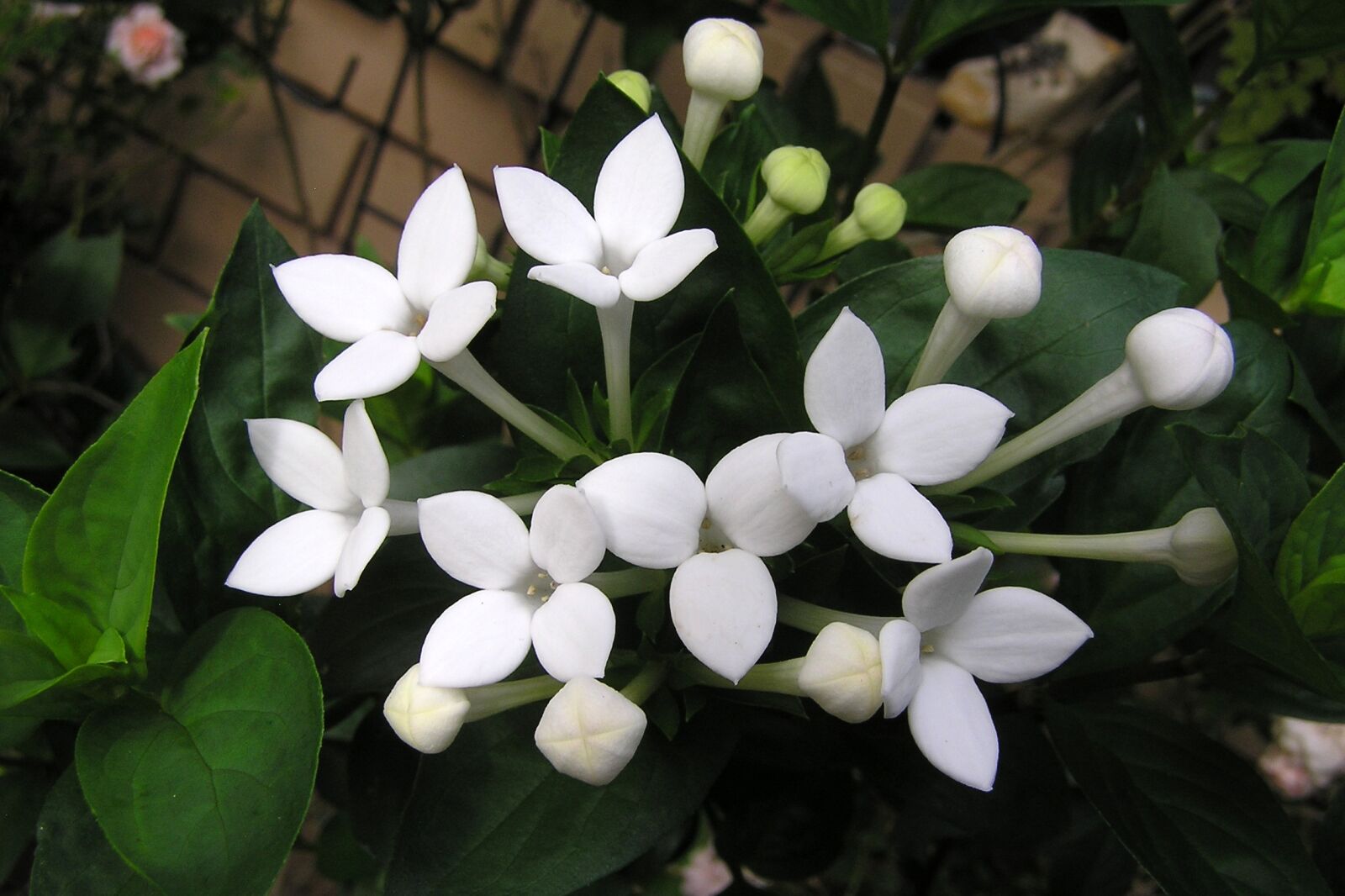 Olympus C750UZ sample photo. Flower, perfumed, white photography