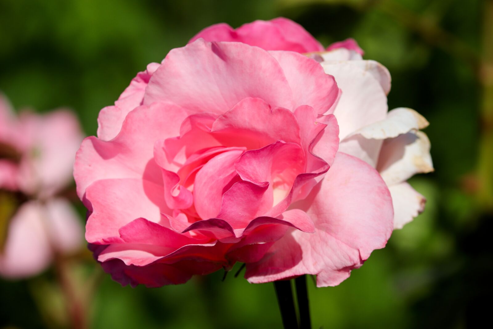 Canon EOS 200D (EOS Rebel SL2 / EOS Kiss X9) sample photo. Rose, rose bloom, blossom photography
