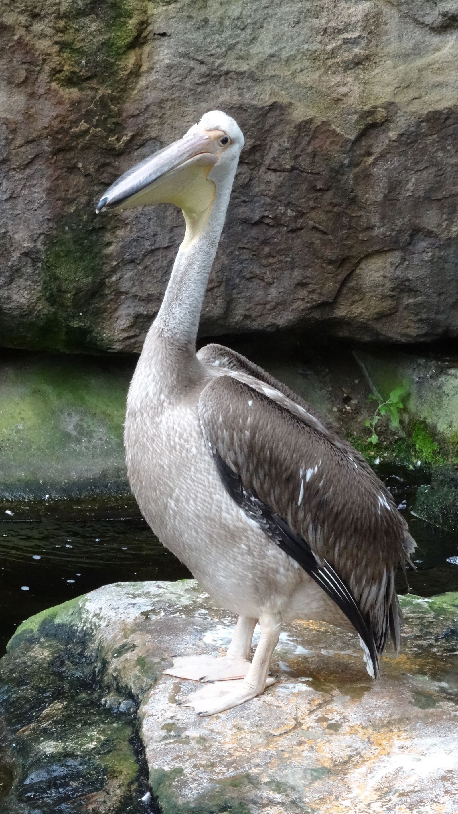 Sony DSC-HX50 sample photo. Nature, bird, animal world photography