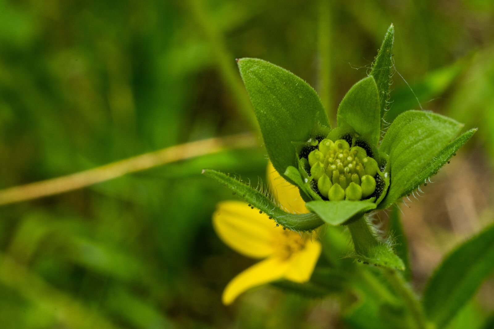 Sony a7 II + Sony FE 50mm F1.8 sample photo. Green, flower, nature photography