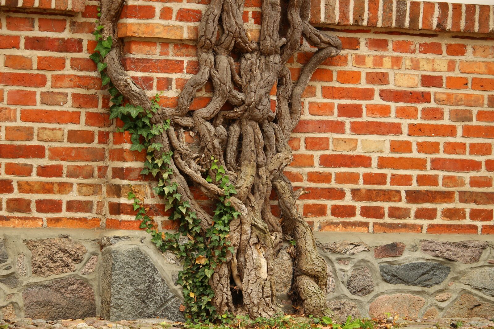Canon EOS 100D (EOS Rebel SL1 / EOS Kiss X7) sample photo. Wine, root, engine photography