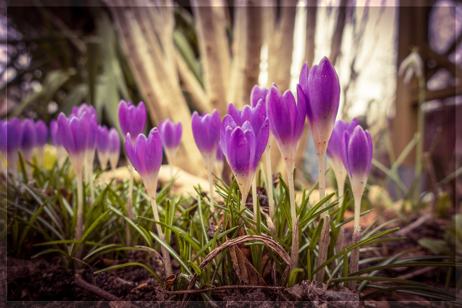 Sony Cyber-shot DSC-RX100 III sample photo. Spring, crocus, flower photography