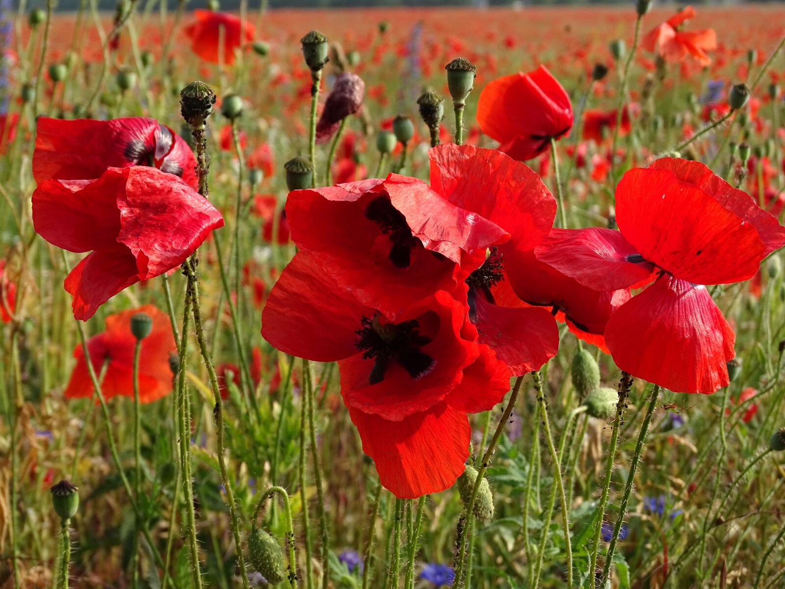 Sony Cyber-shot DSC-HX400V sample photo. Flowers, red poppy, poppy photography