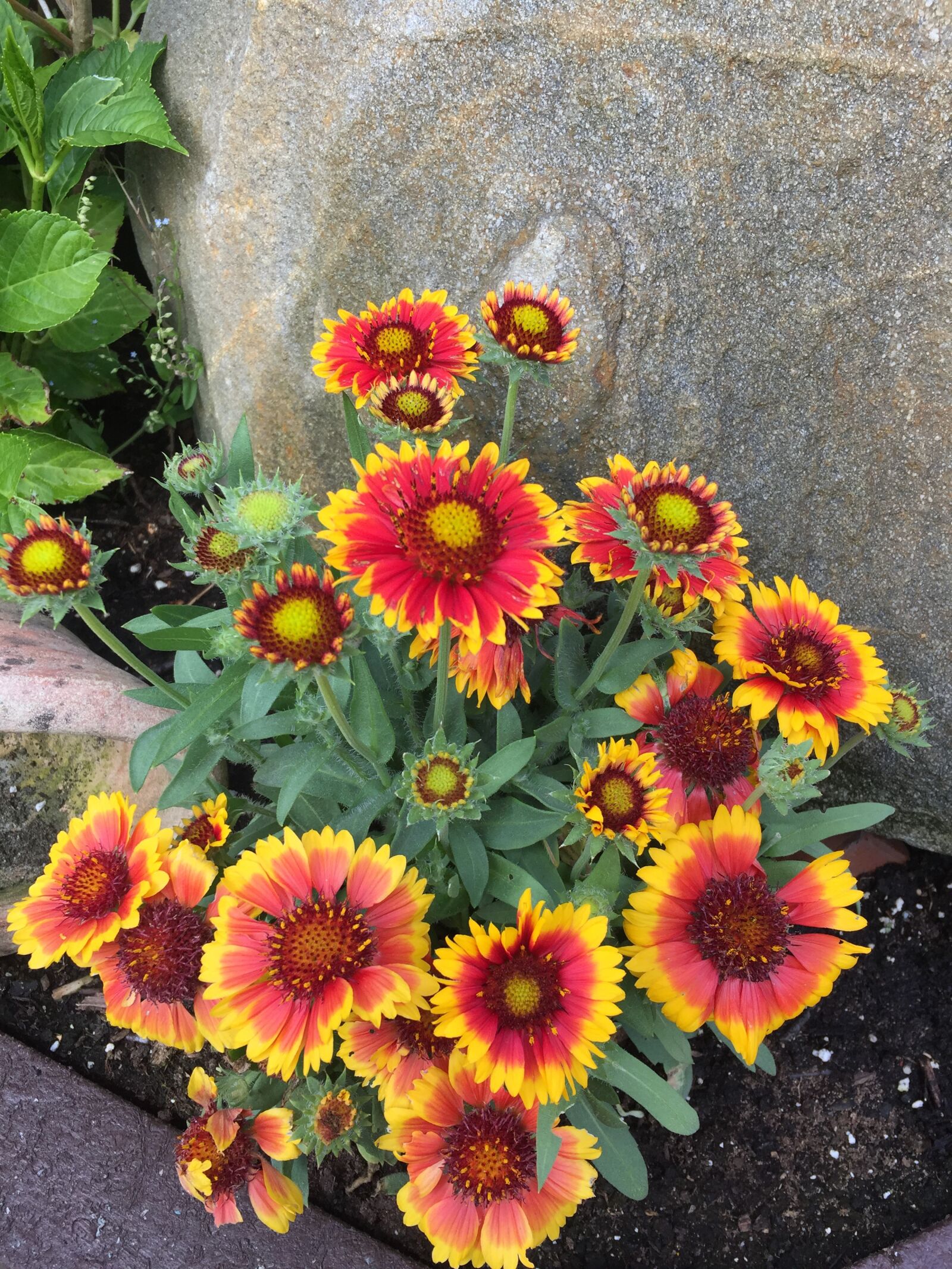iPhone 6 back camera 4.15mm f/2.2 sample photo. Flower, stone, nature photography