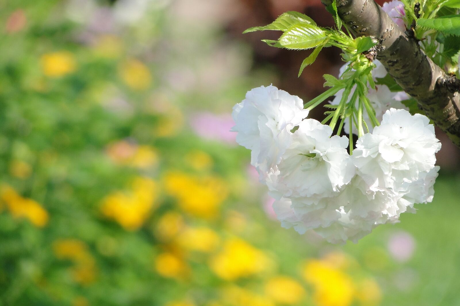 Sony Cyber-shot DSC-HX1 sample photo. Flower, cherry blossoms, chrysanthemum photography
