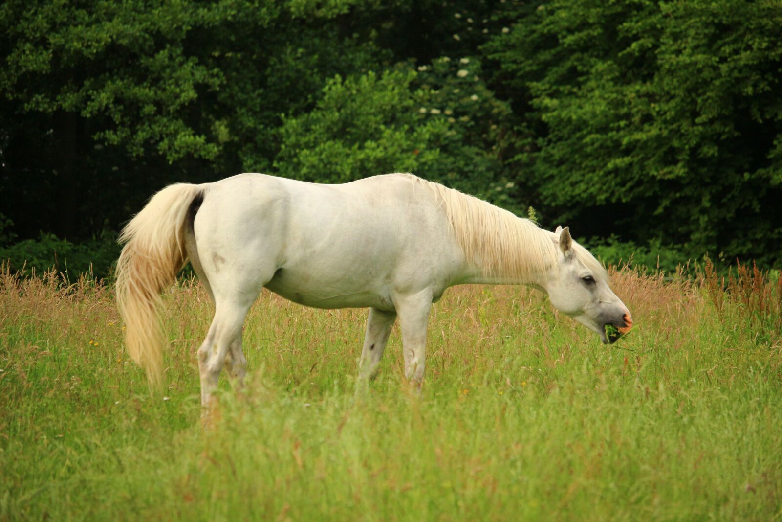 Canon EOS 100D (EOS Rebel SL1 / EOS Kiss X7) sample photo. Horse, thoroughbred arabian, mold photography