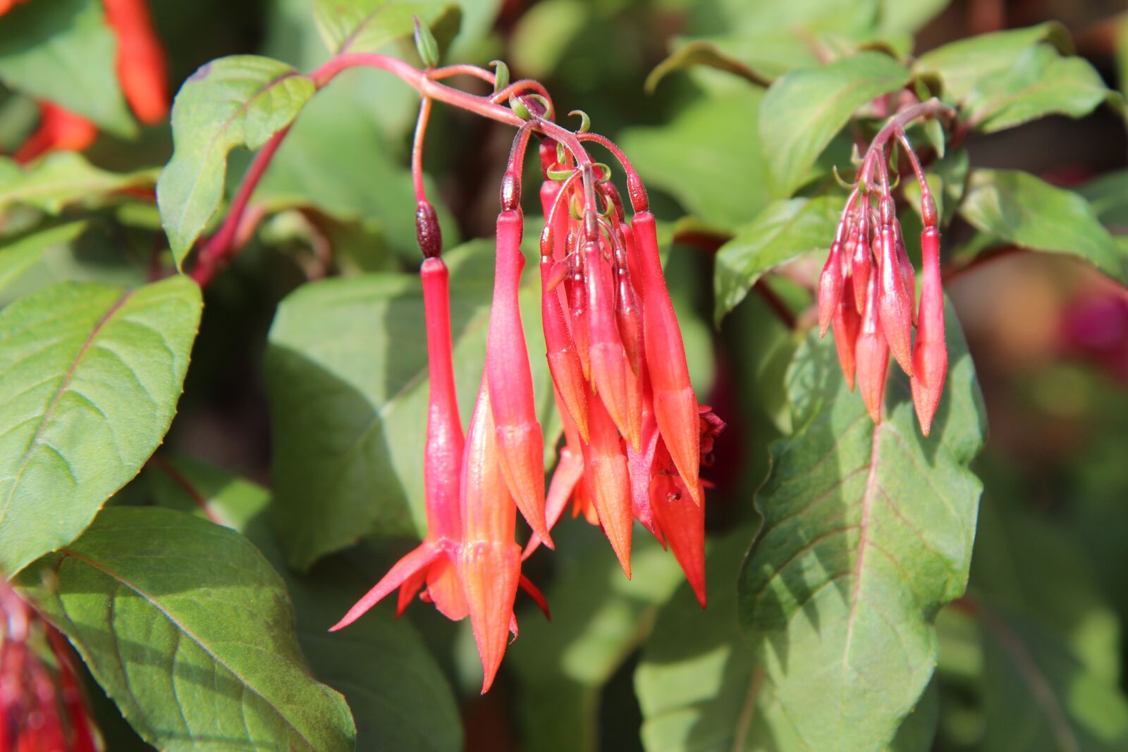 Canon EOS 600D (Rebel EOS T3i / EOS Kiss X5) sample photo. Fushia, fuchsia fulgens, fushia photography