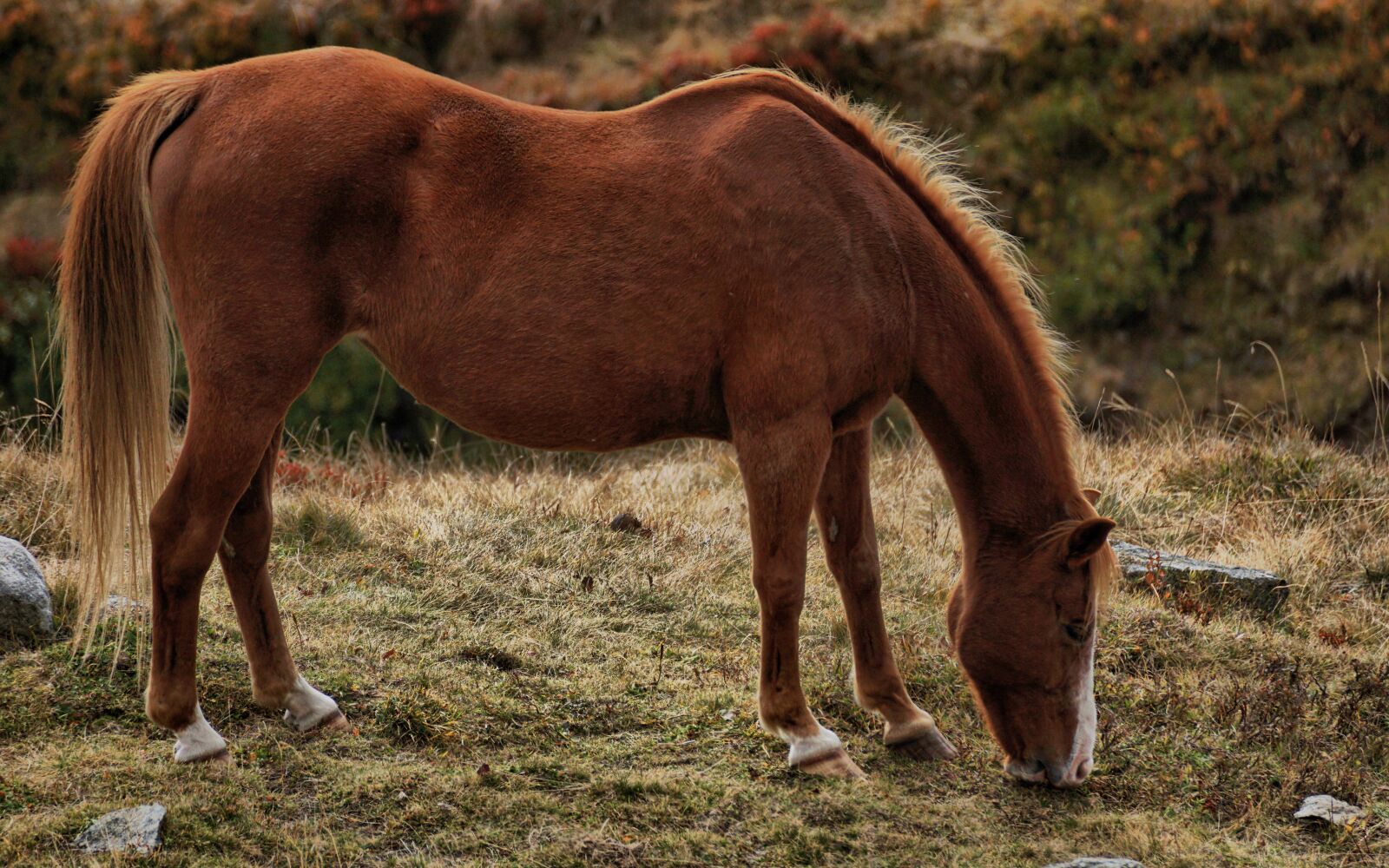 Sony DT 55-300mm F4.5-5.6 SAM sample photo. Horse, brown, brown horse photography