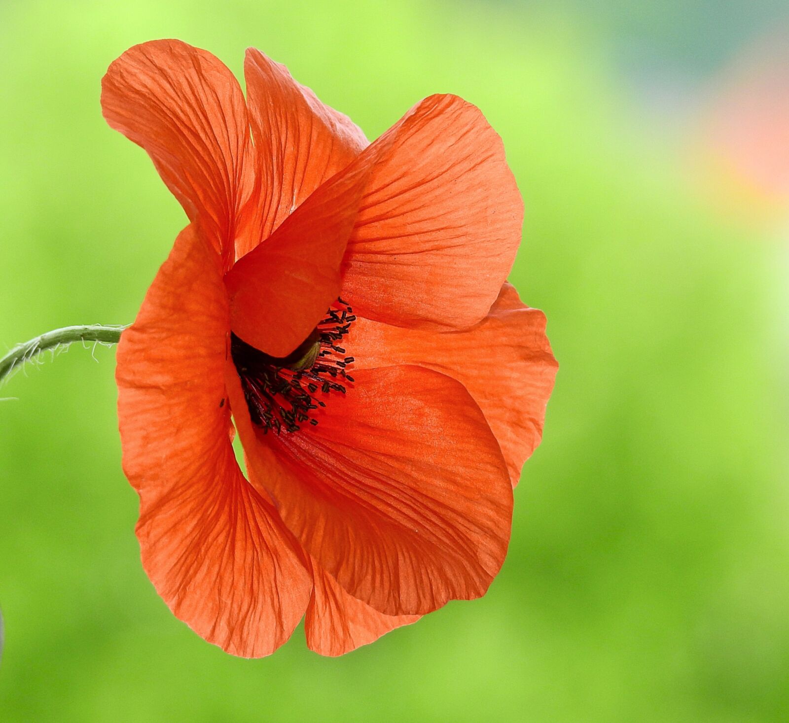 Nikon Coolpix P900 sample photo. Poppy flower, nature, red photography