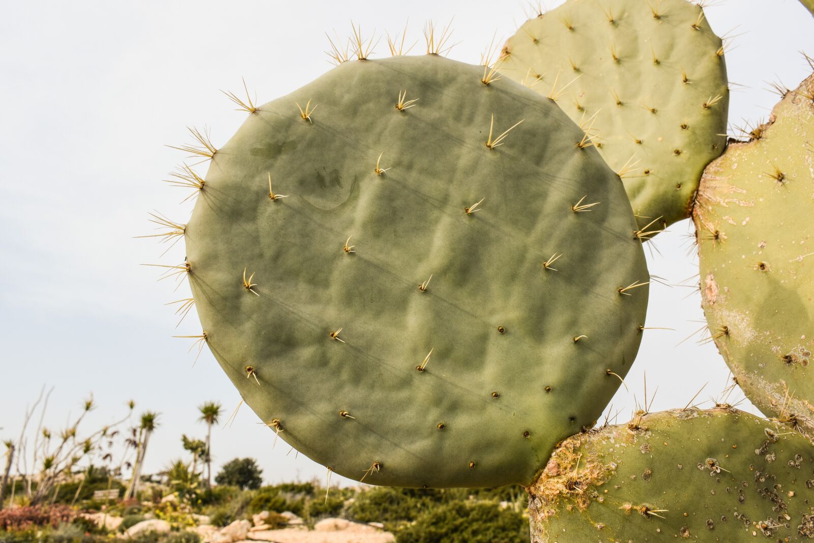 Nikon D3300 sample photo. Cactus, plant, nature photography