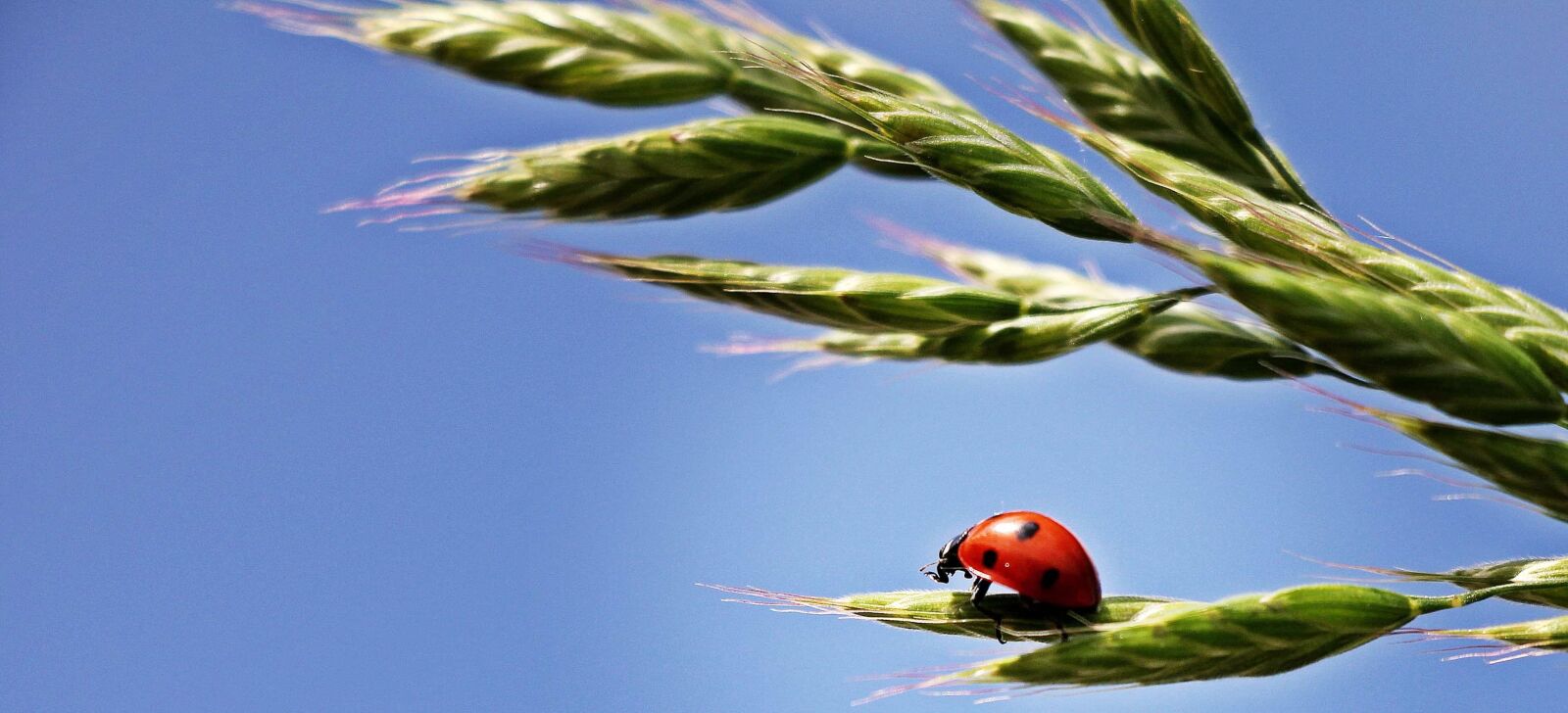 Canon EOS 550D (EOS Rebel T2i / EOS Kiss X4) sample photo. Summer, nature, ladybug, blue photography