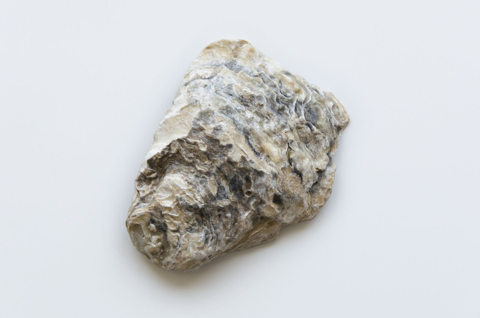 Nikon D5100 sample photo. Shell, sand, beach photography