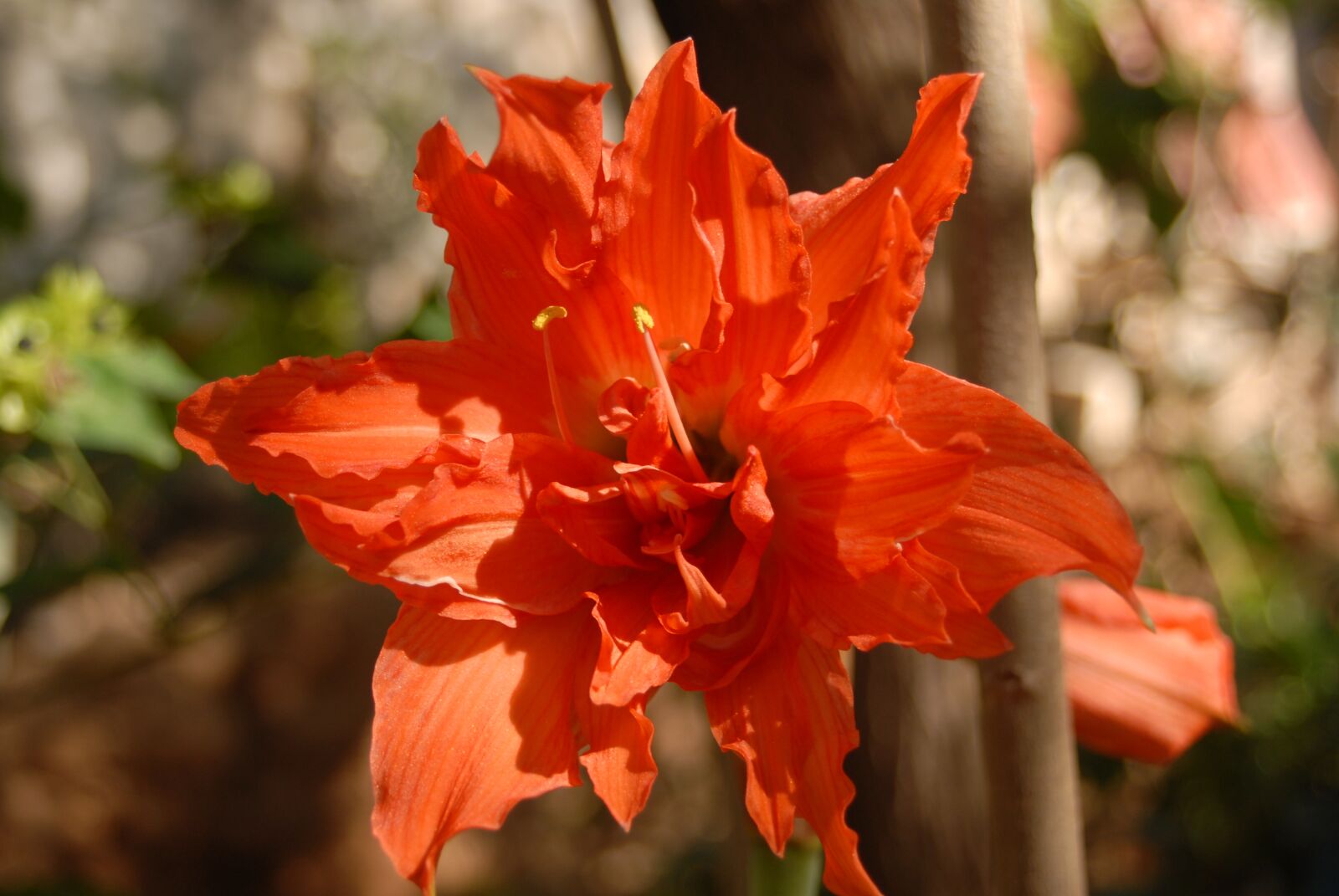 Nikon D200 sample photo. Orange flower, small flower photography