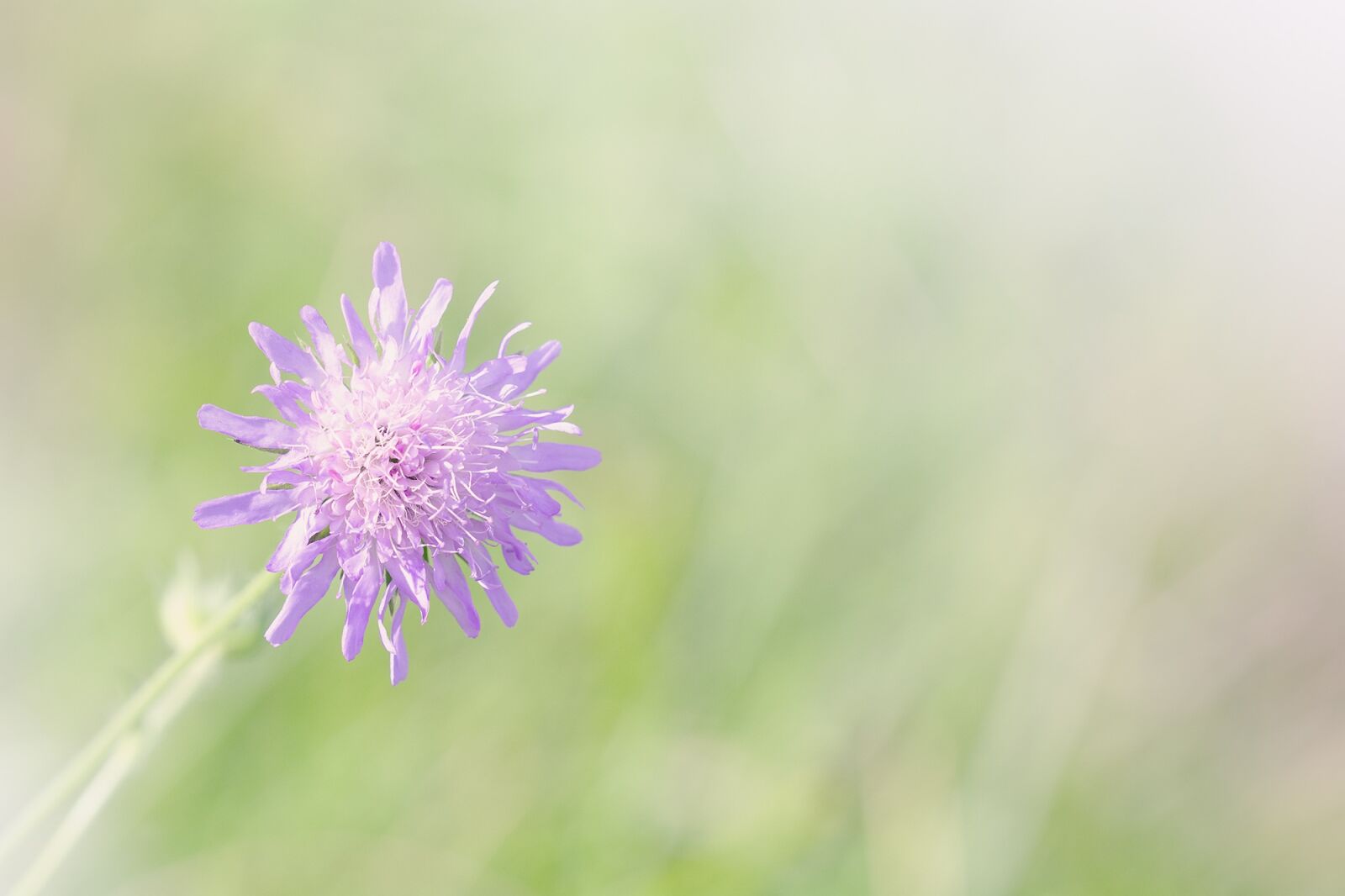Nikon D7100 sample photo. Deaf-skabiose, scabiosa columbaria, caprifoliaceae photography
