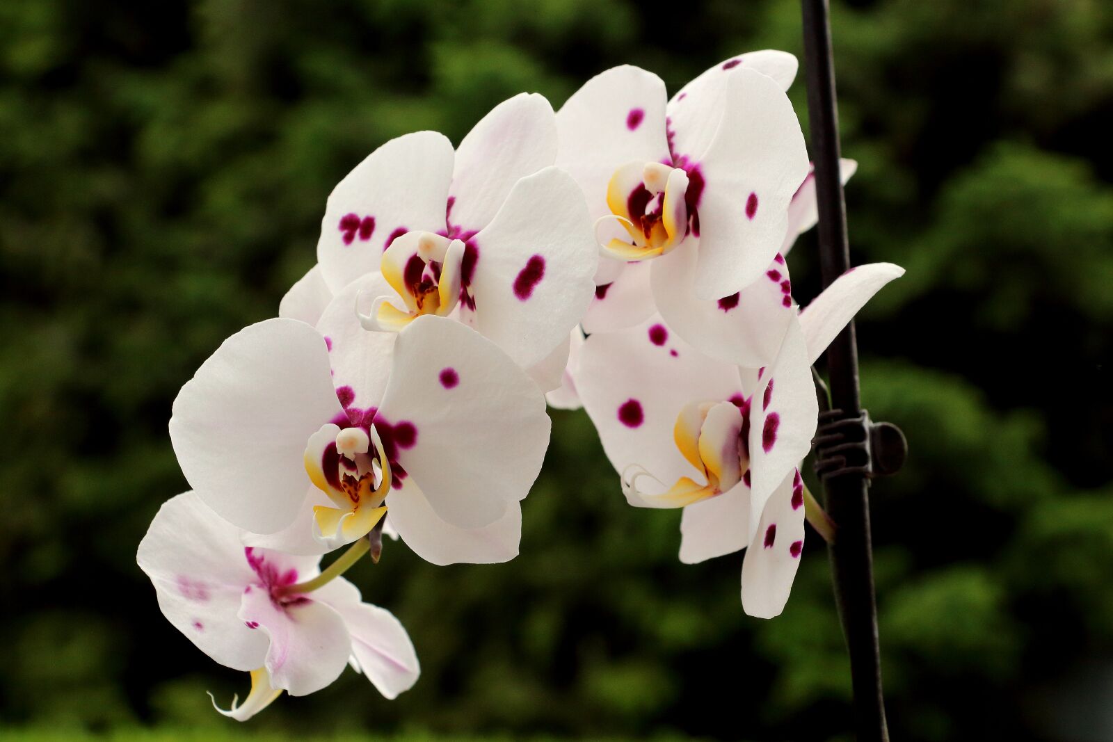 Canon EOS 700D (EOS Rebel T5i / EOS Kiss X7i) sample photo. Orchids, blossom, bloom photography