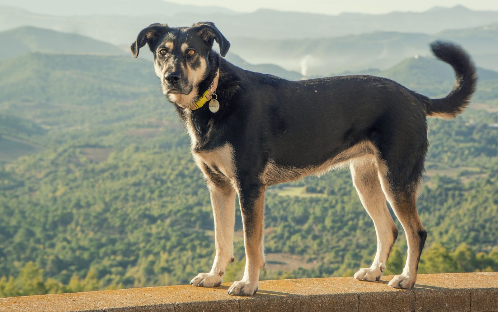 Sony a6000 + Sony E PZ 18-105mm F4 G OSS sample photo. Dog, canine, black photography