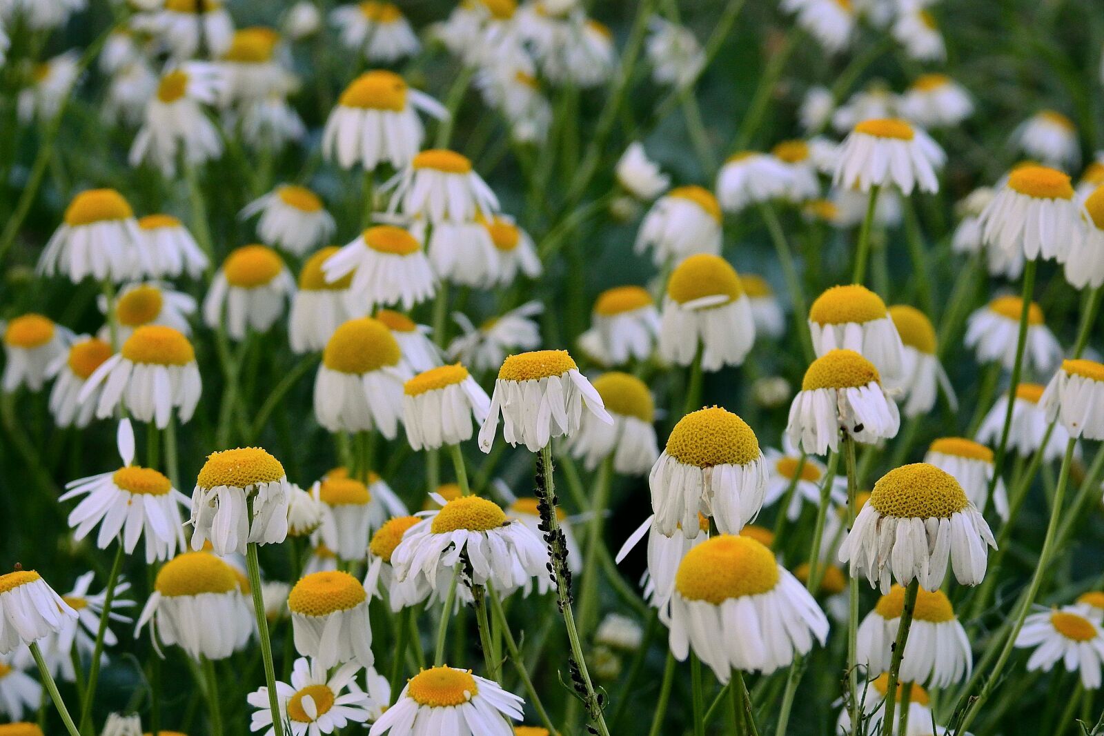 Nikon Coolpix P900 sample photo. Camomile, flowers, meadow photography
