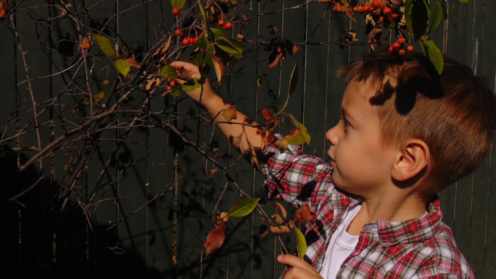 Sony Cyber-shot DSC-H300 sample photo. Little boy, child, curious photography